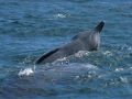 Northern Bottlenose Whale