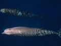 Northern Bottlenose Whale