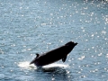 Northern Bottlenose Whale