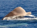 Northern Bottlenose Whale