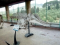 Northern Bottlenose Whale