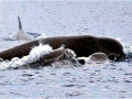 Northern Bottlenose Whale