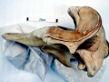 Northern Bottlenose Whale