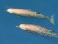 Northern Bottlenose Whale