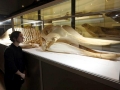 Northern Bottlenose Whale