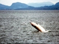 Northern Bottlenose Whale