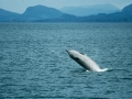 Northern Bottlenose Whale