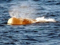 Northern Bottlenose Whale