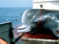 Northern Bottlenose Whale