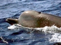 Northern Bottlenose Whale