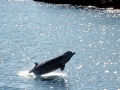 Northern Bottlenose Whale