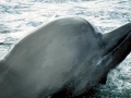 Northern Bottlenose Whale