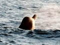 Northern Bottlenose Whale