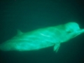 Northern Bottlenose Whale