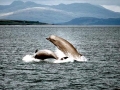 Northern Bottlenose Whale