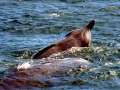 Northern Bottlenose Whale