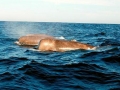 Northern Bottlenose Whale
