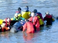 Northern Bottlenose Whale