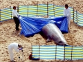 Northern Bottlenose Whale