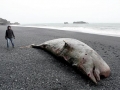 Northern Bottlenose Whale