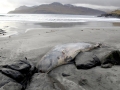Northern Bottlenose Whale