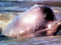 Northern Bottlenose Whale