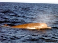 Northern Bottlenose Whale
