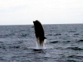 Northern Bottlenose Whale