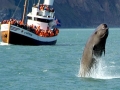 Northern Bottlenose Whale