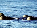 Northern Bottlenose Whale