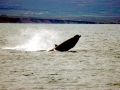 Northern Bottlenose Whale