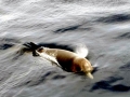 Northern Bottlenose Whale