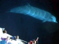 Northern Bottlenose Whale