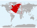Northern Bottlenose Whale
