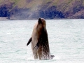 Northern Bottlenose Whale