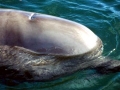 Northern Bottlenose Whale
