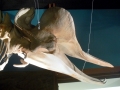 Northern Bottlenose Whale