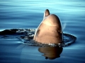 Northern Bottlenose Whale