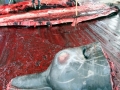 Northern Bottlenose Whale