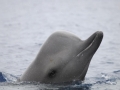 Northern Bottlenose Whale