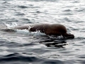 Northern Bottlenose Whale