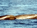 Northern Bottlenose Whale