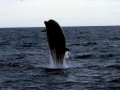 Northern Bottlenose Whale