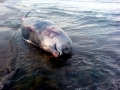 Northern Bottlenose Whale