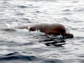 Northern Bottlenose Whale