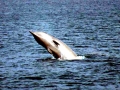 Northern Bottlenose Whale