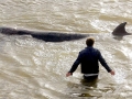 Northern Bottlenose Whale