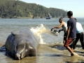 Northern Bottlenose Whale