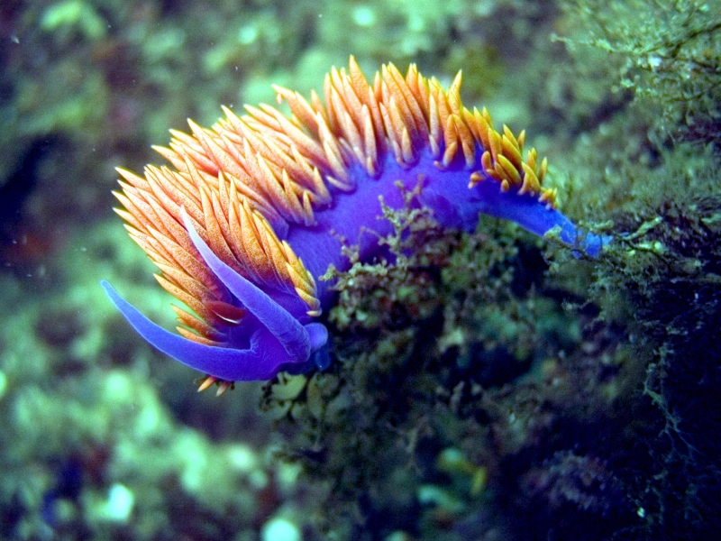 Nudibranch