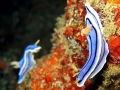Nudibranch